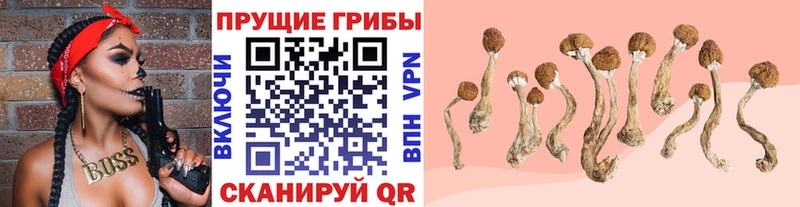 купить закладку  Кашира  Галлюциногенные грибы ЛСД 